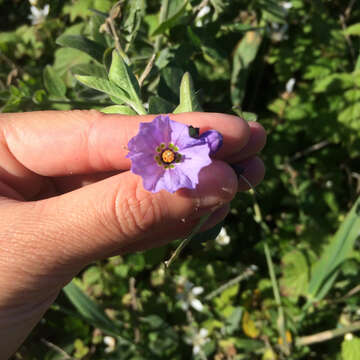 Image of bluewitch nightshade