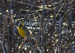 Слика од Sturnella magna (Linnaeus 1758)