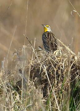 Слика од Sturnella magna (Linnaeus 1758)