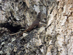 Image of Anolis ignigularis Mertens 1939