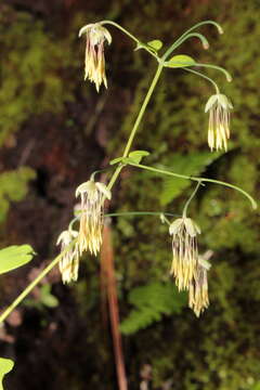 Image of Thalictrum gibbosum Lecoy.