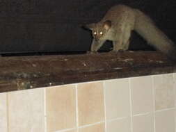 Image of Brown Greater Galago