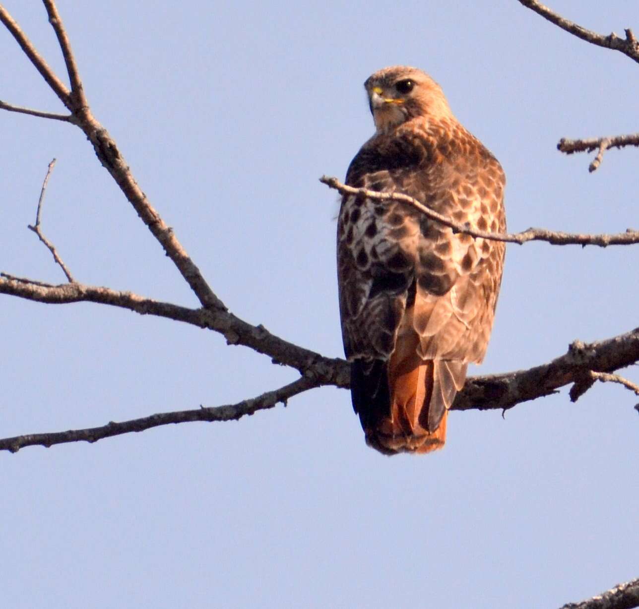 Image of Red-tailed Hawk