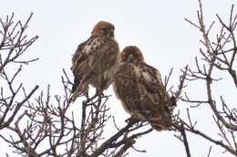 Image of Red-tailed Hawk