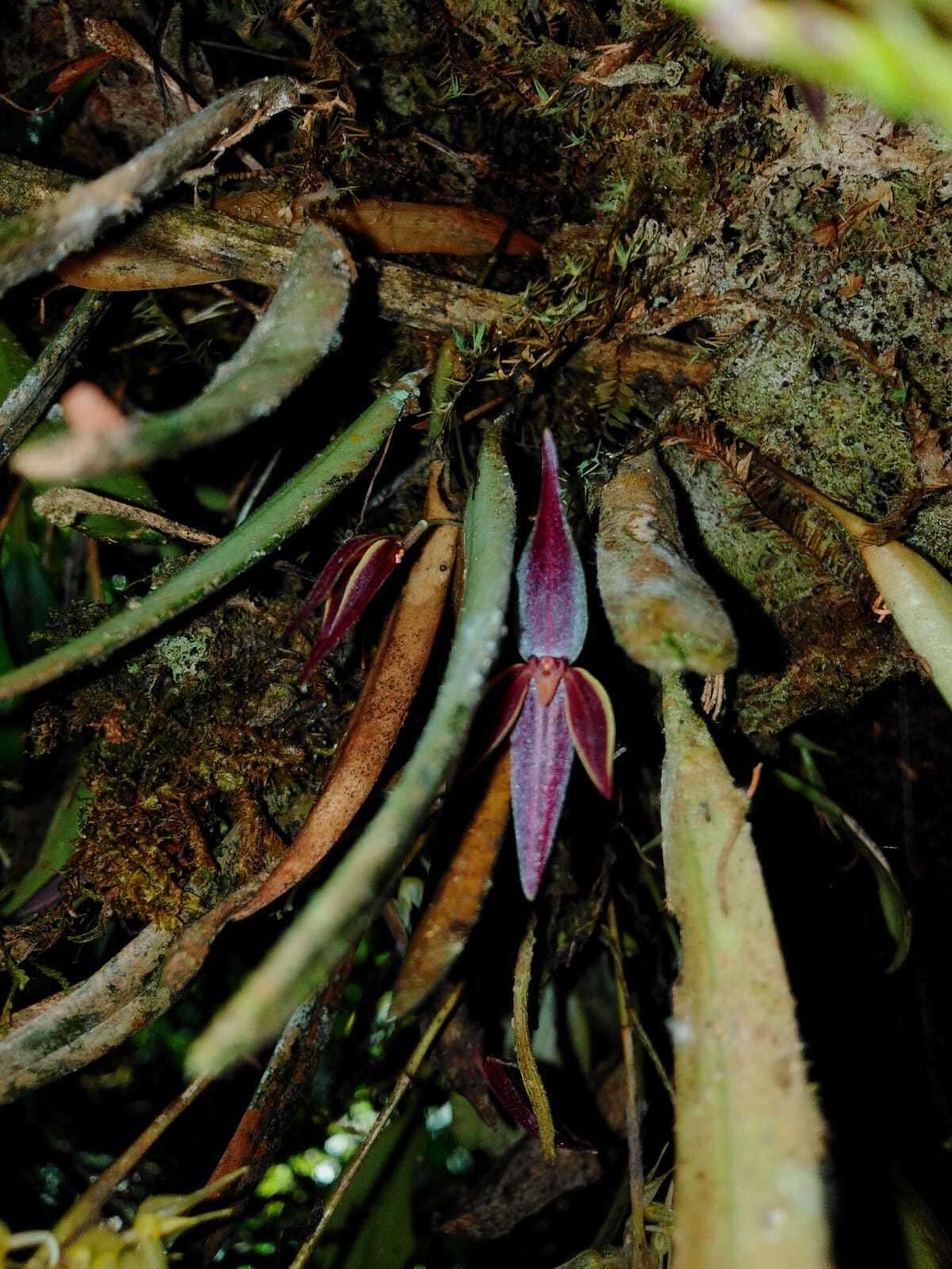 Image of Pleurothallis allenii L. O. Williams