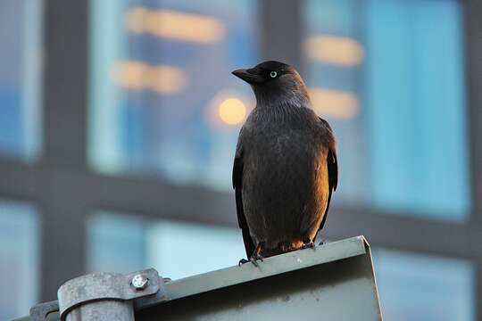 Image of Eurasian Jackdaw