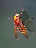 Image of hornet mimic hoverfly