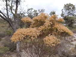 Imagem de Verticordia nitens (Lindley) Schauer