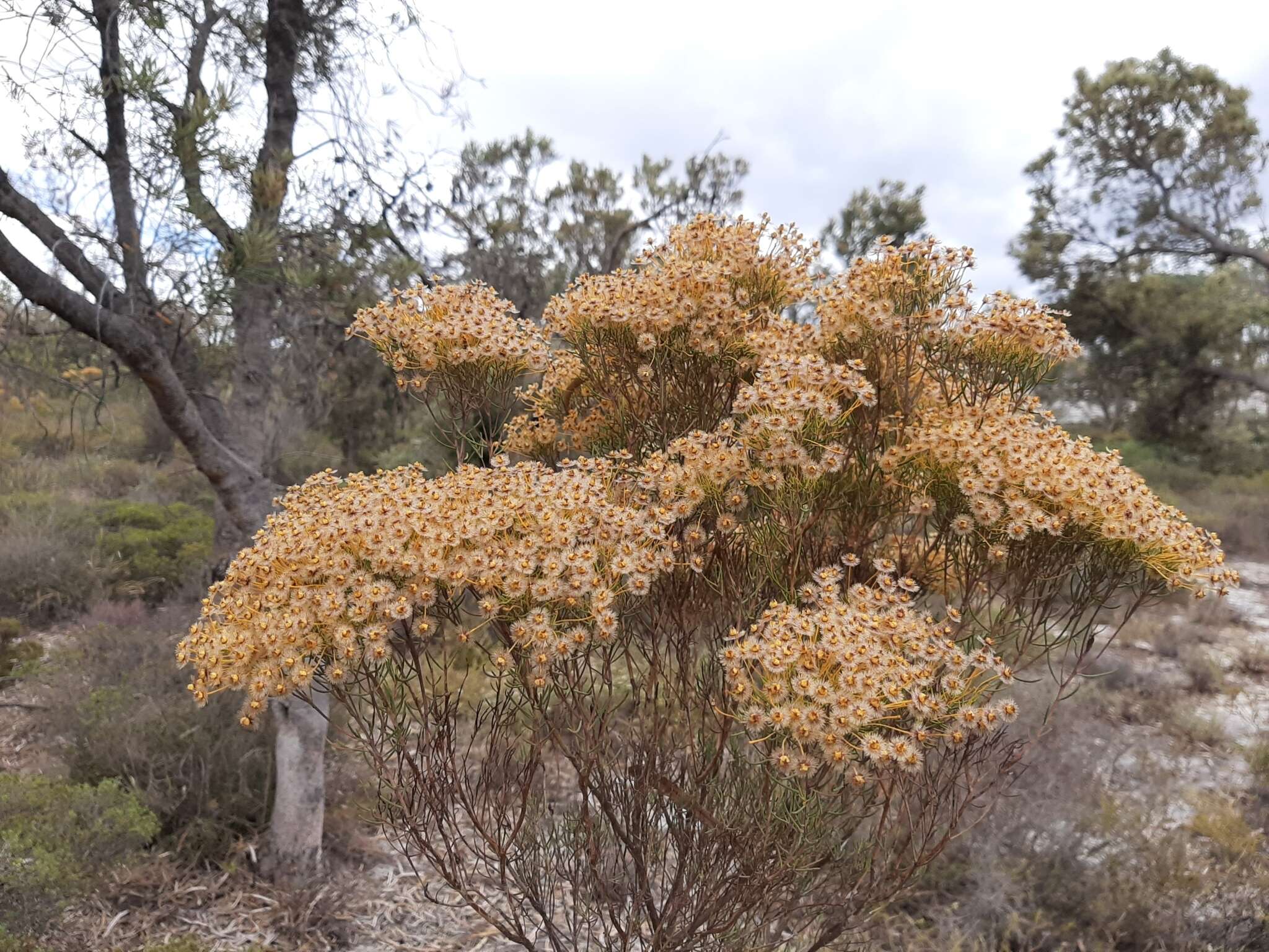 Imagem de Verticordia nitens (Lindley) Schauer