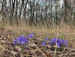 Image of dwarf violet iris