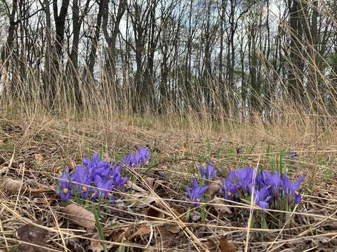 Plancia ëd Iris verna var. smalliana Fernald ex M. E. Edwards