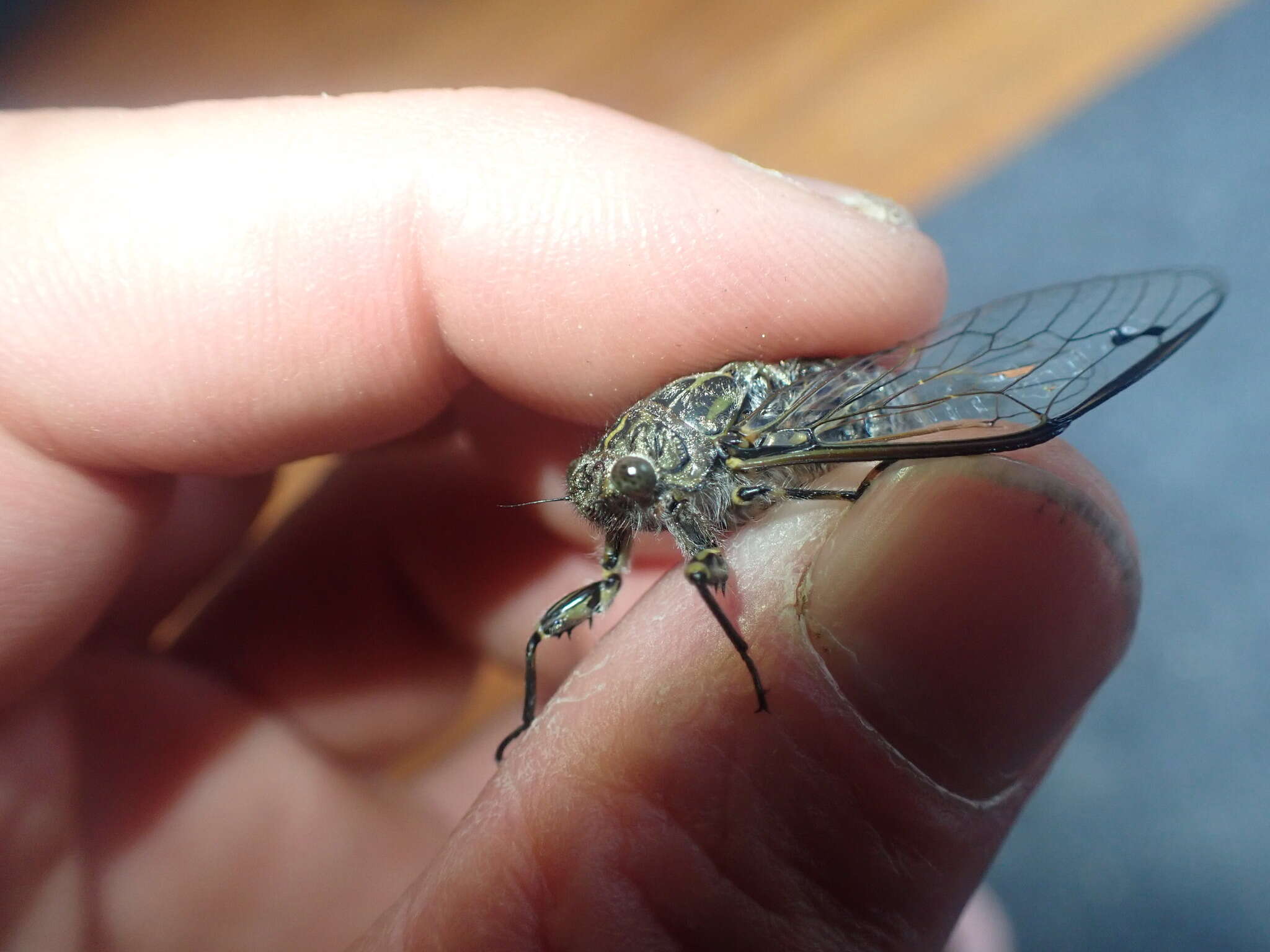 Image of chirping cicada