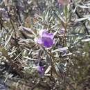 Image de Eremophila margarethae S. Moore