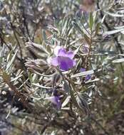 Eremophila margarethae S. Moore resmi