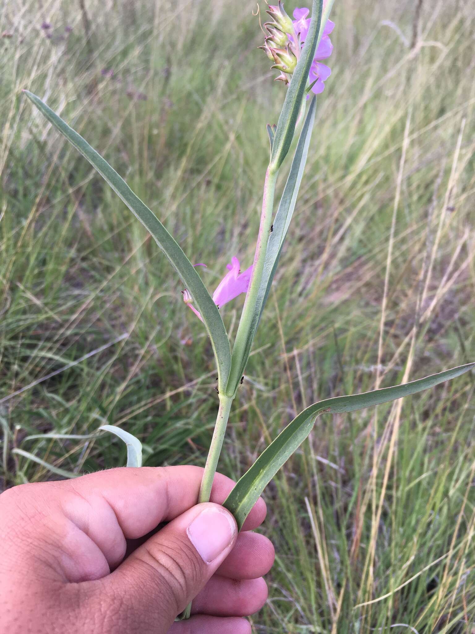 Image of Upright Blue Beardtongue