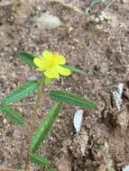 Imagem de Corchorus asplenifolius Burch.