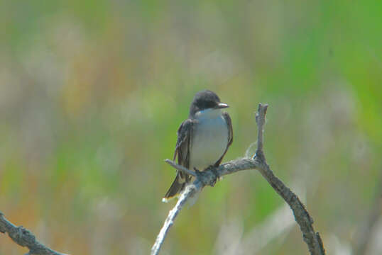 Image of Eastern Kingbird