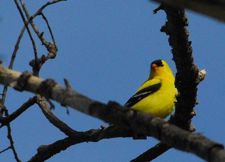 Image of American Goldfinch