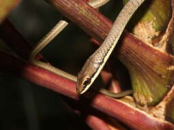 Sivun Dendrelaphis calligaster (Günther 1867) kuva