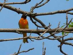Image of Baltimore Oriole