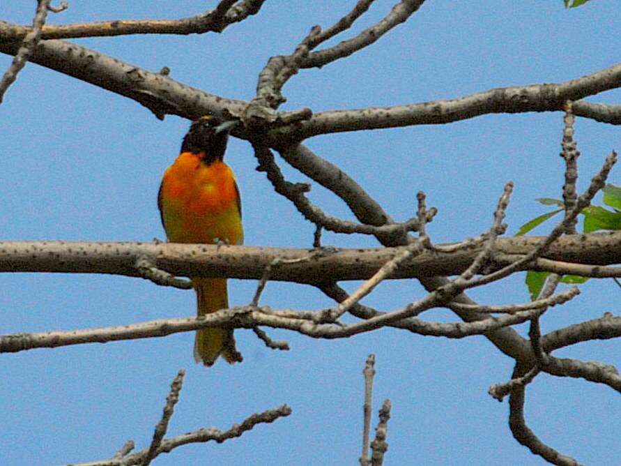 Image of Baltimore Oriole