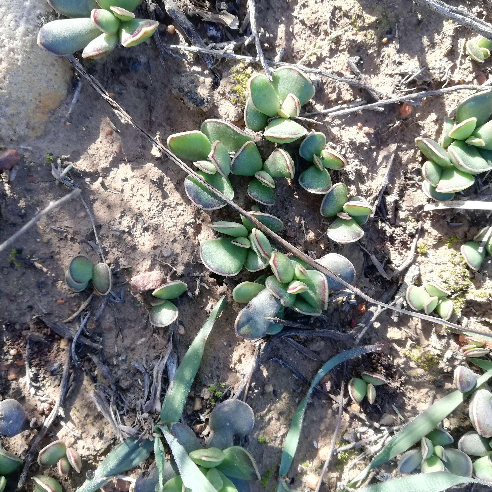 Image of Adromischus caryophyllaceus (Burm. fil.) Lem.