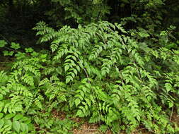 Image de Rubus cockburnianus Hemsl.