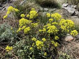 Image of Buckler Mustard