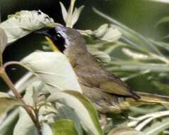 Geothlypis trichas (Linnaeus 1766) resmi