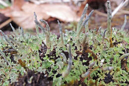 Image of cup lichen