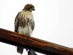 Image of Red-tailed Hawk