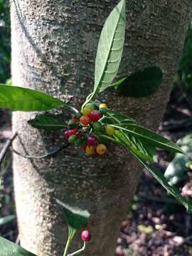 صورة Psychotria carthagenensis Jacq.