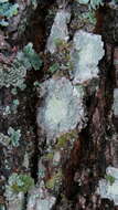 Image of blemished lichen