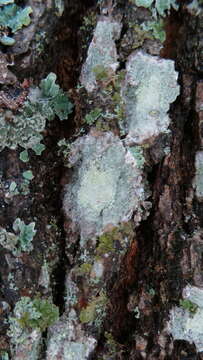 Image of blemished lichen