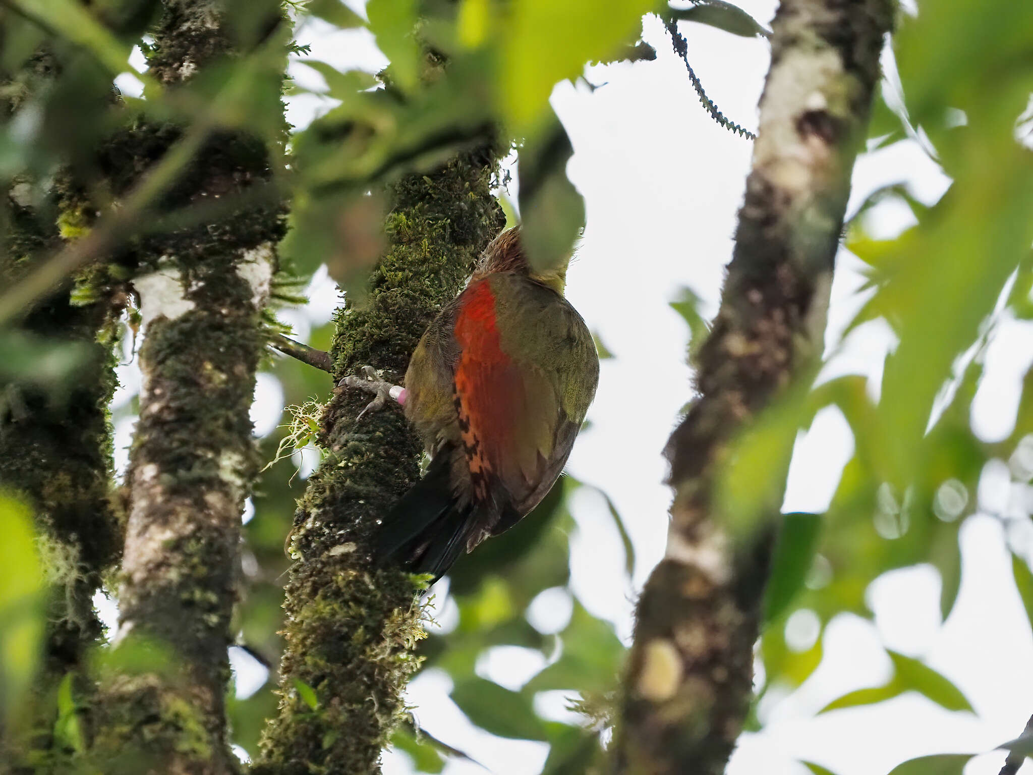 Image of Checker-throated Woodpecker