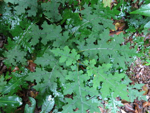 Image of Solanum mahoriense W. G. D' Arcy & A. Rakotozafy