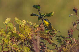 Geothlypis trichas (Linnaeus 1766) resmi