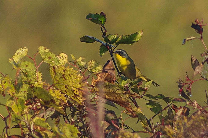 Geothlypis trichas (Linnaeus 1766) resmi