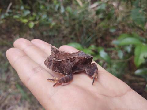 Image of Proceratophrys renalis (Miranda-Ribeiro 1920)