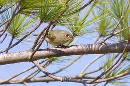 Image of goldcrests and kinglets