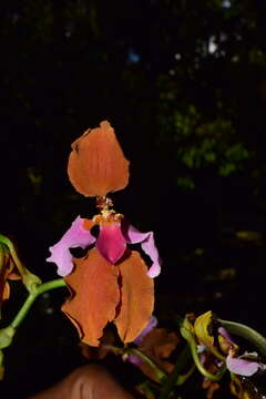 Image of Cyrtochilum volubile Poepp. & Endl.