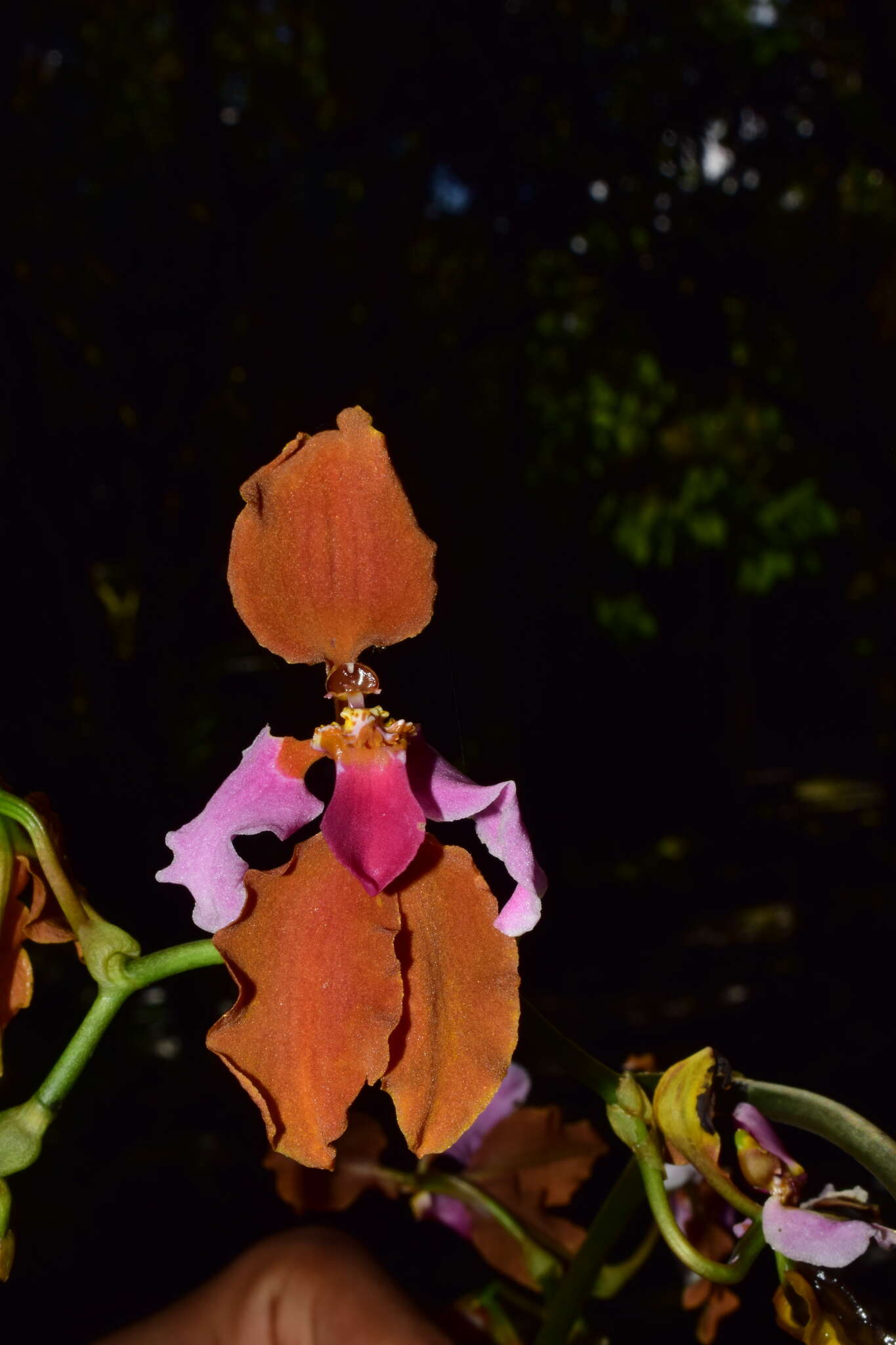 Image of Cyrtochilum volubile Poepp. & Endl.