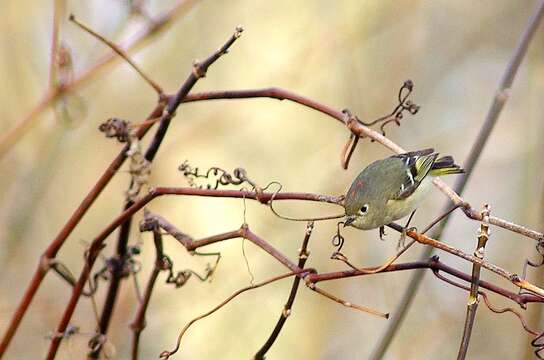 Image of goldcrests and kinglets