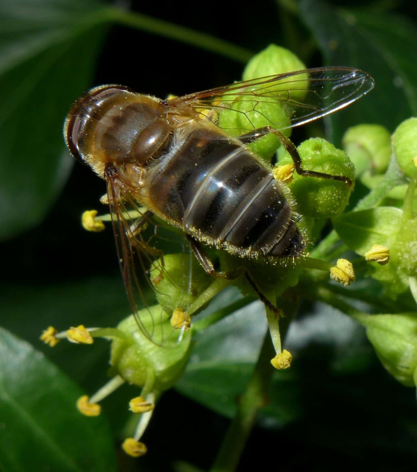 Image of Tapered Drone Fly