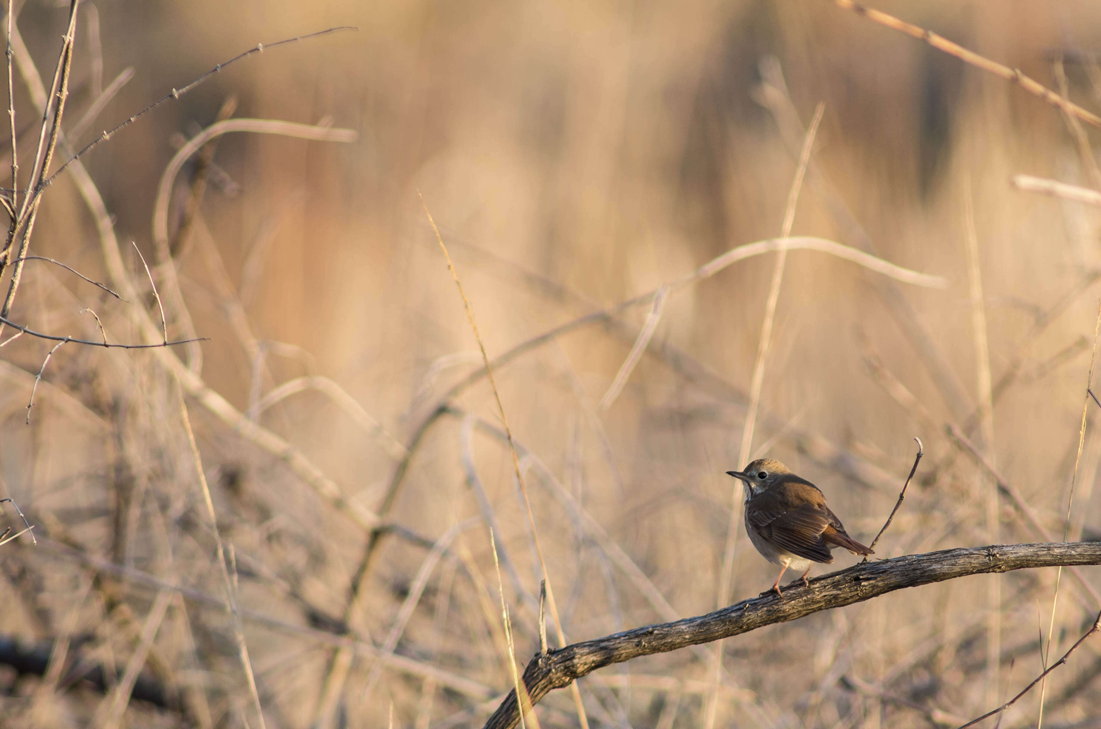 Image of Hermit Thrush