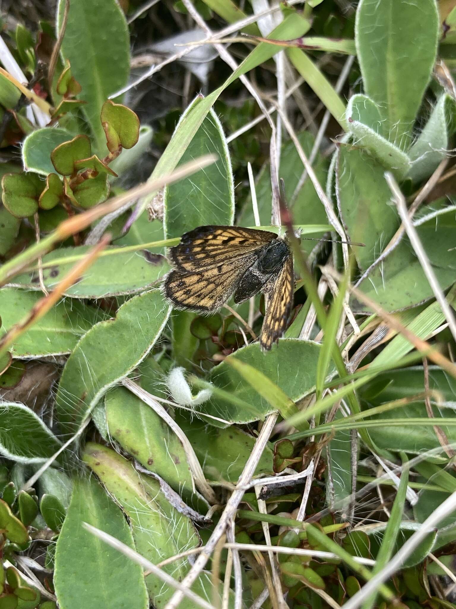 Image of Lycaena tama (Fereday 1878)