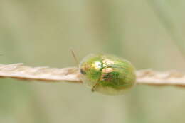 Image of Cassida (Mionycha) margaritacea Schaller 1783