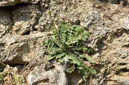 Image of Youngia japonica subsp. formosana (Hayata) Kitam.