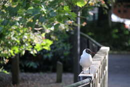 Image of Black-headed Gull