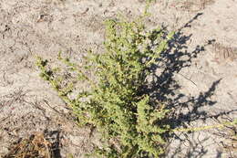 Image of white amaranth, white pigweed